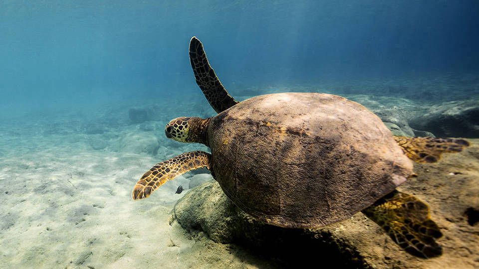 Cabo Pulmo Dive Tour
