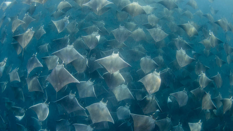 Mobula Rays Snorkeling Tour