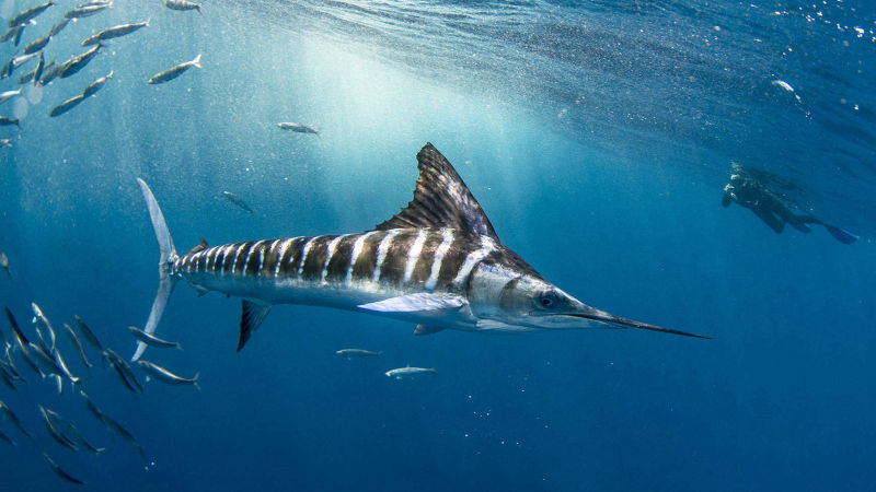 Magdalena Bay Striped