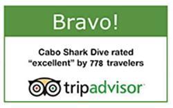 TripAdvisor